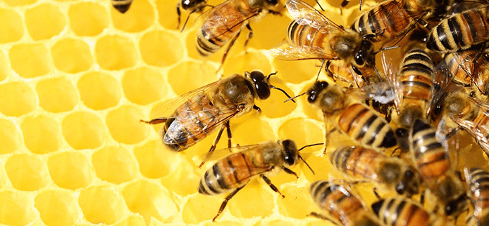 Po zdrowie do ula – Apiterapia leczenie miodem i innymi produktami pszczelimi