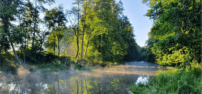 Shinrin-yoku,  czyli kąpiele leśne (sylwoterapia)